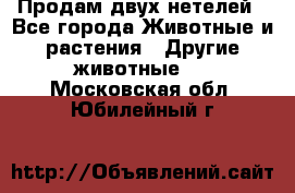 Продам двух нетелей - Все города Животные и растения » Другие животные   . Московская обл.,Юбилейный г.